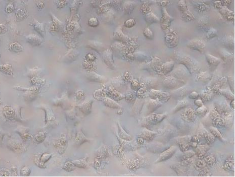 588270e89d5943d286bd2b4099080a67.png 588270e89d5943d286bd2b4099080a67.png